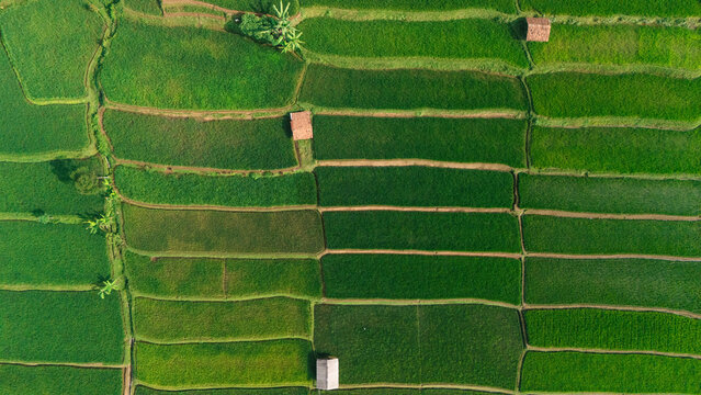 Aerial view of lush green rice terraces with small traditional huts and narrow dirt paths in West Java, Indonesia.