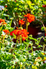 Obraz premium Geranium is a genus of 422 species of annual, biennial, and perennial plants that are commonly known as geraniums, hardy geraniums, or cranesbills. They are found throughout the temperate regions of t