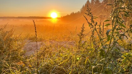 Obraz premium Golden sunrise over misty meadow with wild grass in warm morning light, peaceful rural landscape, scenic countryside horizon, tranquil nature background with copy space