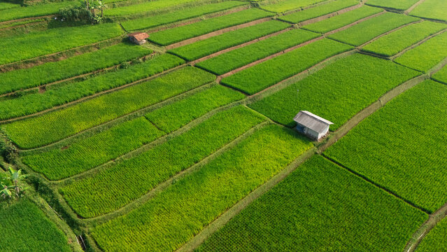 Aerial view of vibrant green rice terraces with small wooden huts nestled in the landscape under soft morning light in West Java, Indonesia.