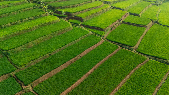 Aerial view of lush green rice terraces carved into the hillsides with earthen embankments and vibrant agricultural patterns in West Java, Indonesia.