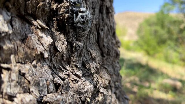 Beetles in a scenic sunset afternoon mating woodland landscape closeup behavior calling crawl dung beetle ladybug lifecycle tree insect forest in Iran animal wildlife nature entomology macro ecosystem