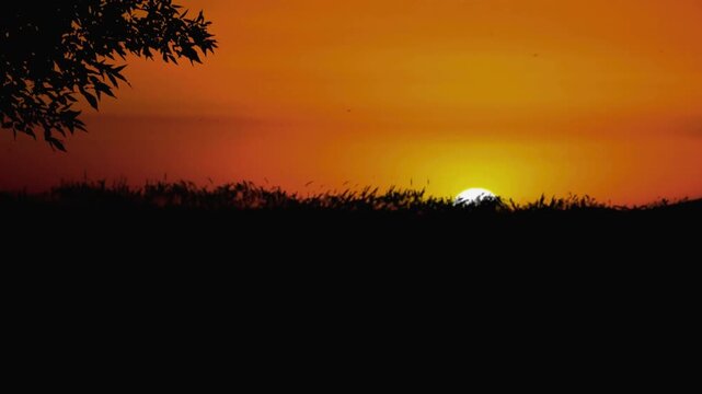 Vibrant orange sunset over a silhouetted field of grass with insects buzzing in the warm light