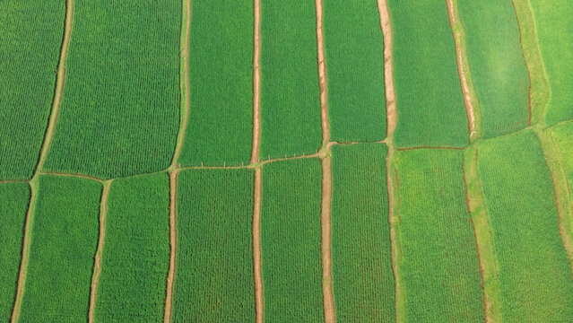 Aerial view of vibrant green rice paddies arranged in neat rectangular plots separated by narrow earthen paths in West Java, Indonesia.