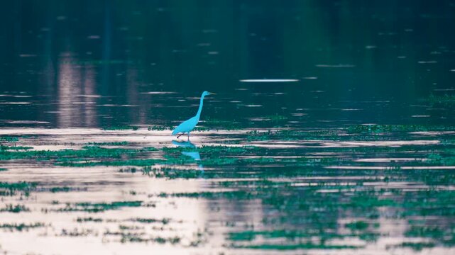 A serene white egret hunts in a lush wetland during twilight. Cinematic nature scene showcasing biodiversity and calm aquatic life.