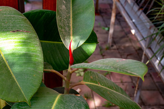 Ficus elastica, the rubber fig, bush, rubber tree, rubber plant, or Indian rbush, Indian rubber , or rambung is a species of flowering plant in the family Moraceae, native to eastern parts of South an
