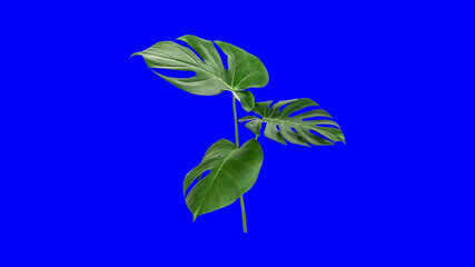 Split leaf philodendron, monstera plant element on blue screen background © Rawpixel.com