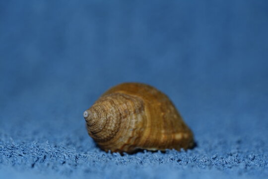 Closeup view of shell of Pustular triton. Its a species of predatory sea snail, a marine gastropod mollusk in the family Cymatiidae. Dredged from -100 meters deep in craytraps in Algoa bay.