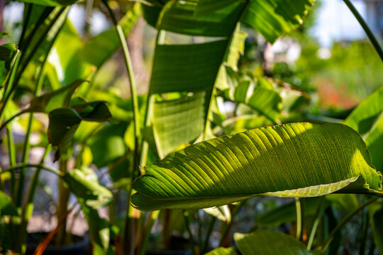 Strelitzia nicolai, commonly known as the wild banana or giant white bird of paradise, is a species of banana-like plants with erect woody stems reaching a height of 7&ndash;8 m, and the clumps formed can s