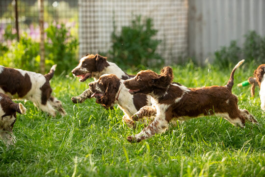 English Springer Spaniel Puppies Playing Together with Toys on Green Grass