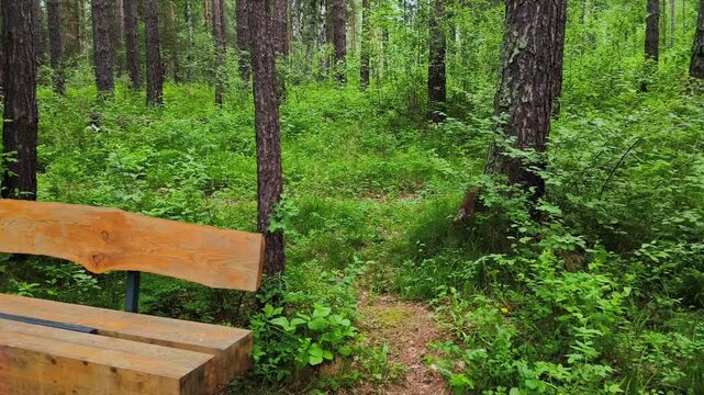 A squirrel walks down the trunk of a tree amidst a dense pine forest, green grass and summer nature.
