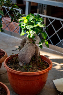 Ficus retusa is a species of evergreen woody plant in the fig genus, native to the Malay Archipelago and Malesia floristic region. The species name has been widely mis-applied to Ficus microcarpa. Bon