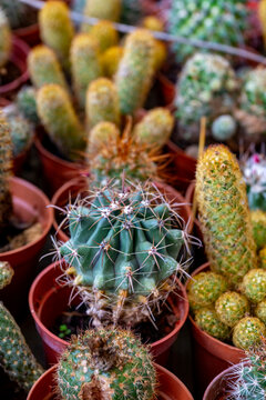 Parodia ottonis, also known as Indian head cactus, is a species of flowering plant in the family Cactaceae. This cactus species is found in Argentina, Brazil, Paraguay and Uruguay. There are two recog