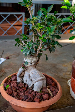 Ficus retusa is a species of evergreen woody plant in the fig genus, native to the Malay Archipelago and Malesia floristic region. The species name has been widely mis-applied to Ficus microcarpa. Bon