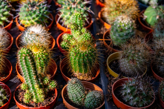 Parodia ottonis, also known as Indian head cactus, is a species of flowering plant in the family Cactaceae. This cactus species is found in Argentina, Brazil, Paraguay and Uruguay. There are two recog