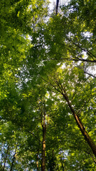 Fototapeta premium Green branches as a natural background.