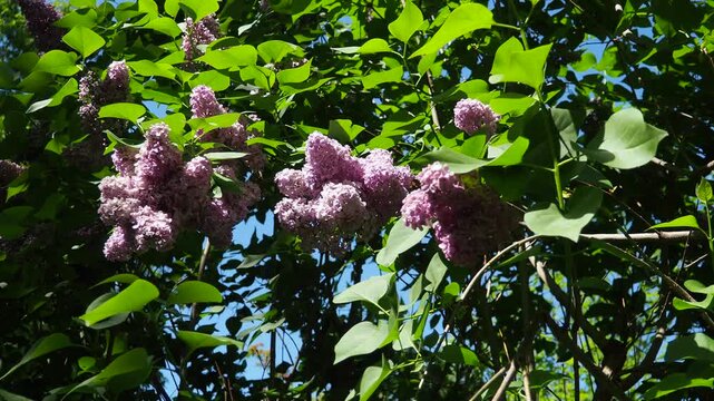 Syringa, flowering woody plant in olive family called lilacs. Native to woodland, cultivated in temperate areas. Purple flowers or lilac in spring. Lilacs are popular shrubs in parks and gardens