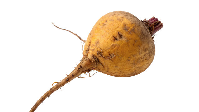 Whole fresh organic yellow beetroot root culinary vegetable item isolated on transparent background