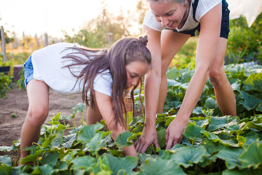 Mother and daughter harvesting vegetables in their garden