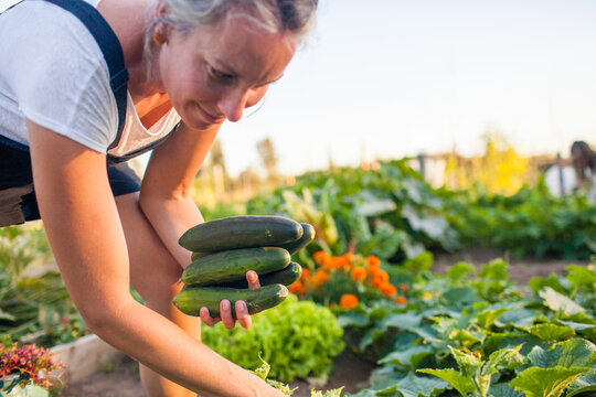 A woman harvests vegetables from her garden