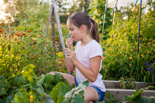 A young girl picks raspberries from a garden