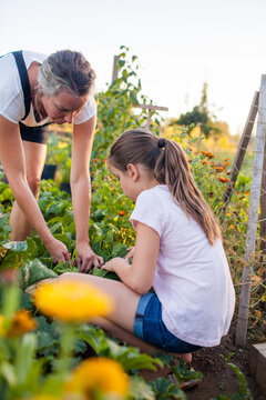 A mother and daughter harvest vegetables from their garden