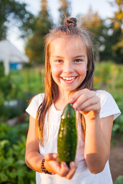 Young girl hols cucumber picked fresh from garden.