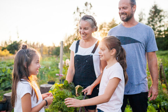 A family of four share stories and laughs after harvesting vegetables