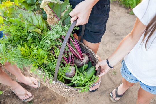 Two people carrying a basket of fresh vegetables