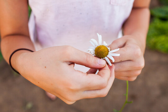 A young girl picks petals off a flower while saying "he loves me, he