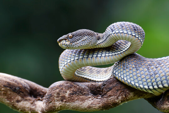 A mangrove pit viper in a poised stance, ready to strike.