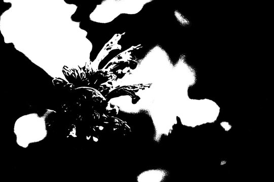 Abstrakte florale Silhouette in Schwarz-Wei&szlig; &ndash; Minimalistische Naturkunst