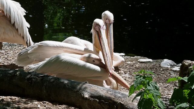 The Great White Pelican, Pelecanus onocrotalus also known as the rosy pelican is a bird in the pelican family.