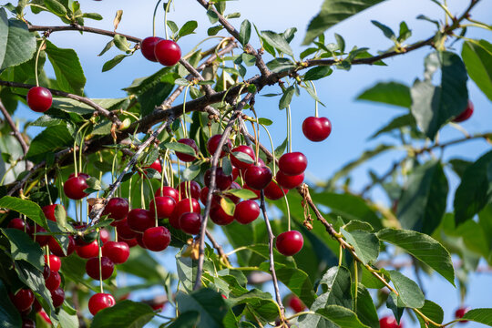 Fresh ripe cherries growing on a tree branch in summer