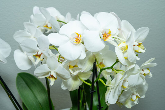 White Orchid Bloom