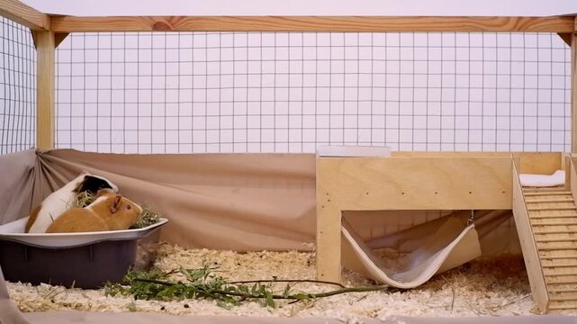 Pair of cute guinea pigs eating hay and fresh greens inside their spacious wooden enclosure