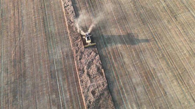 Aerial Drone View of Combine Harvester Harvesting Grain Field with White Storks in Podlaskie, Poland