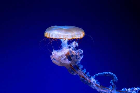 Jellyfish. Pacific sea nettle. Chrysaora fuscescens specimen. Saucer shaped bell. Translucent marine organism. Golden rimmed umbrella. Reddish thin tentacles. Lacy white arms. Frilly oral appendages