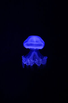 Blue blubber jellyfish. Catostylus mosaicus specimen. Electric indigo medusa. Glowing purple stinger. Pitch black background. Round textured bell. Thick oral arms. Cauliflower shape tentacles. Deep