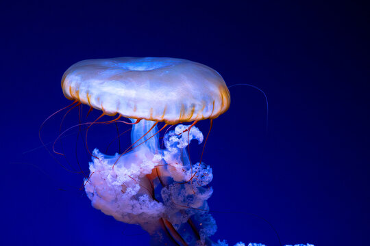 Jellyfish. Pacific sea nettle. Chrysaora fuscescens specimen. Saucer shaped bell. Translucent marine organism. Golden rimmed umbrella. Reddish thin tentacles. Lacy white arms. Frilly oral appendages