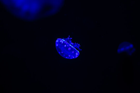 Blue blubber jellyfish. Catostylus mosaicus specimen. Electric cobalt medusa. Glowing neon stinger. Pitch black background. Round translucent bell. Thick oral arms. Fingerlike pointed tentacles. Deep