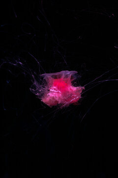 Lions mane jellyfish. Magenta core medusa. Glowing pink center. Translucent outer bell. Deep sea organism. Fine hair tentacles. Pitch black background. Marine biology specimen. Ocean science research