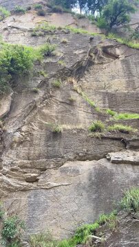 A vertical nature video showcasing a towering rocky cliff with lush green trees growing along the mountainside. this footage ideal for travel, adventure, geology, environmental, tourism, documentary, 
