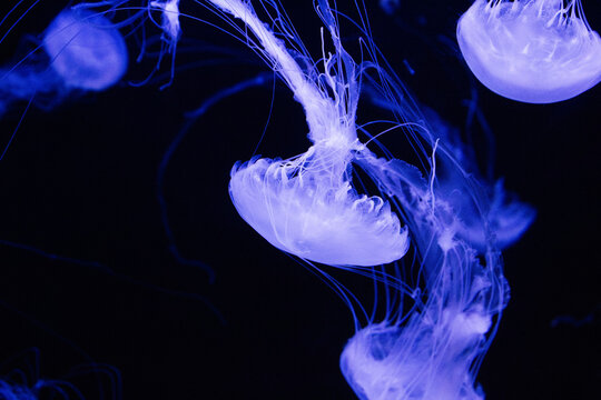 Jellyfish. Violet sea nettle. Chrysaora specimen drifting. Glowing purple medusa. Translucent ocean creature. Long threadlike tentacles. Deep biology research. Floating gelatinous species. Wildlife