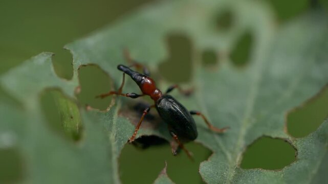 Macro video of a Mauritius leaf-rolling weevil - Attelabidae