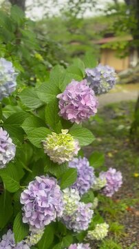 Delicate light purple and green hydrangea blossoms glisten with fresh raindrops, capturing the soft and serene essence of the Japanese rainy season
