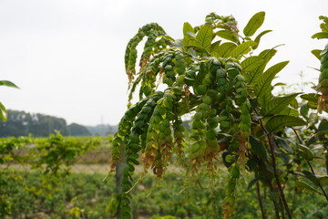 Green Fish Scales Plant with Drooping Branches and Oval Leaves © Sumita