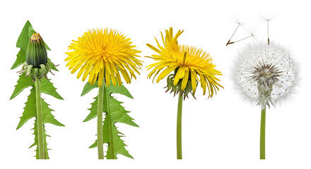 Obraz premium Dandelion seeds scattering in nature