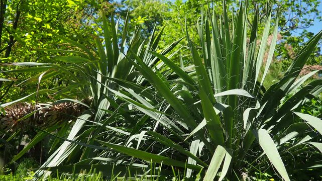 Yucca, Adam needle or Spanish-bayonet. Genus is classified in asparagus family in subfamily with Agave. Rosette of leaves. Dry living conditions. Spanish dagger, shin dagger, soapweed, or soaptree.