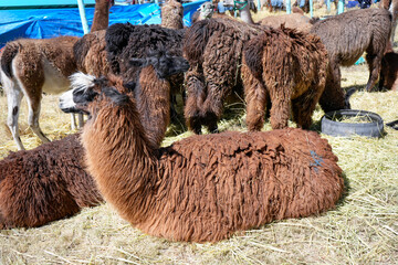Group of brown wool llamas resting together on the ground © WILL PHOTOGRAPHY